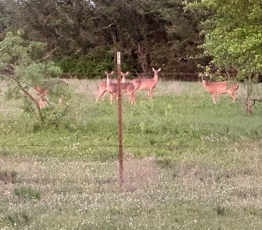 Chital Lakes