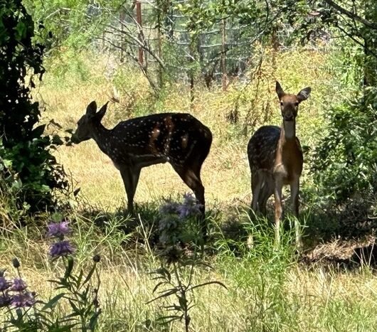 Chital Lakes