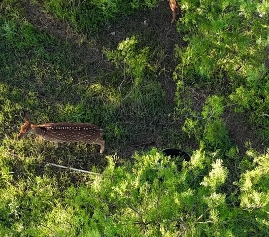 Chital Lakes