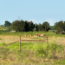 Chital Lakes